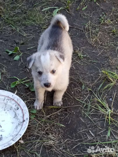 Очаровательные щенки