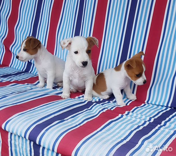 Собаки щенки