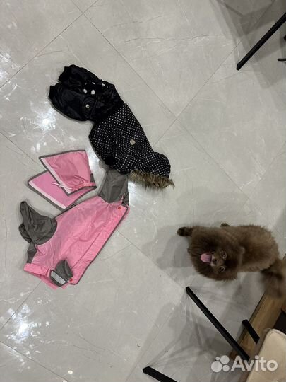 Одежда для шпица собаки