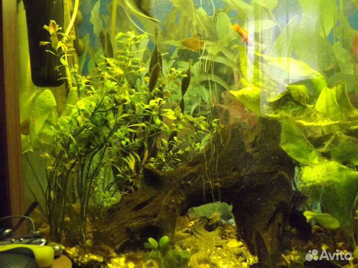 Аквариум