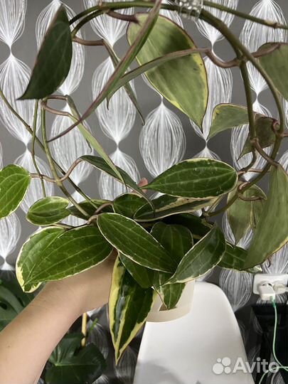 Редкие хойи