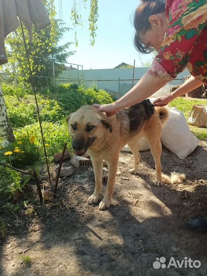 Собака из отлова в добрые руки