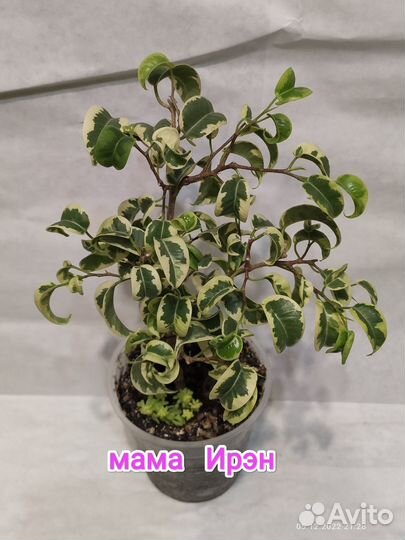 Фикусы сортовые