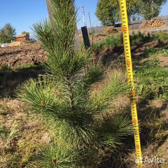 Кедр Сибирский