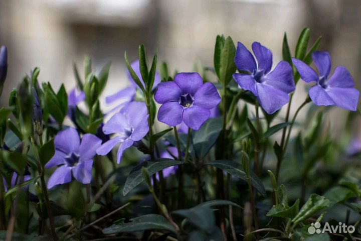 Барвинок.Центр