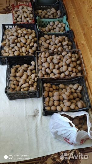 Семенной картофель