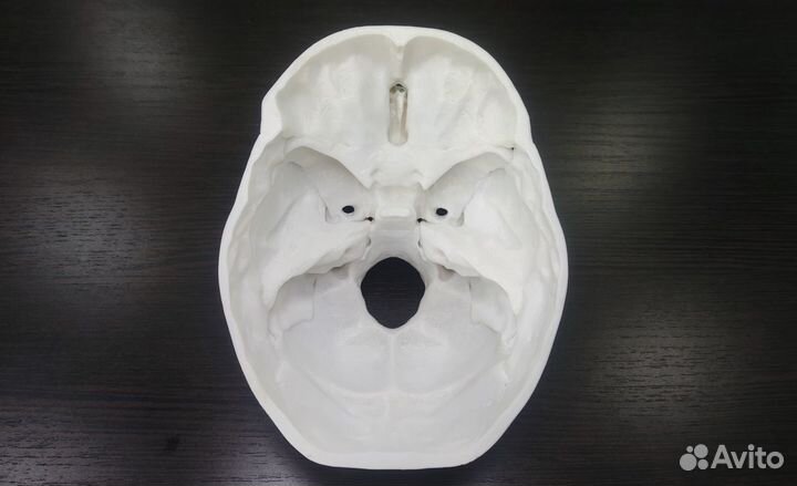 Анатомический череп человека