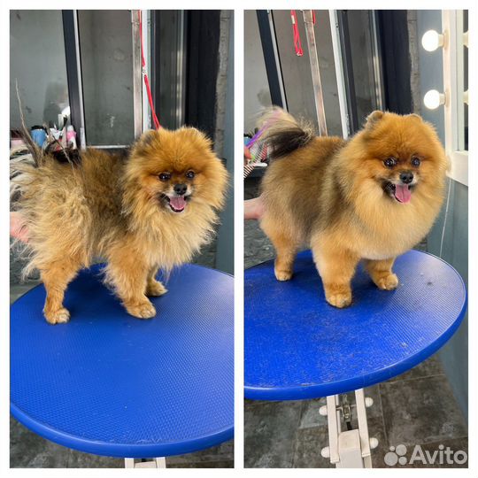 Стрижка собак