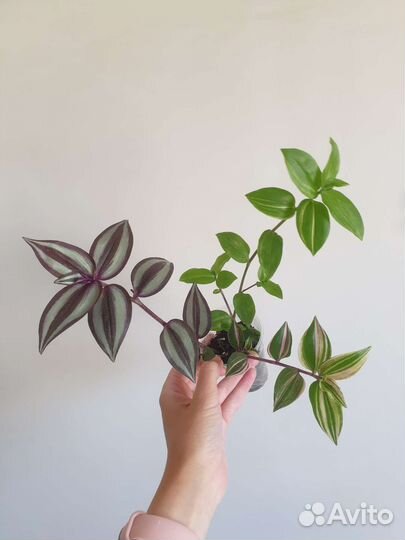 Эпипремнум, алоказия, сансевиерия