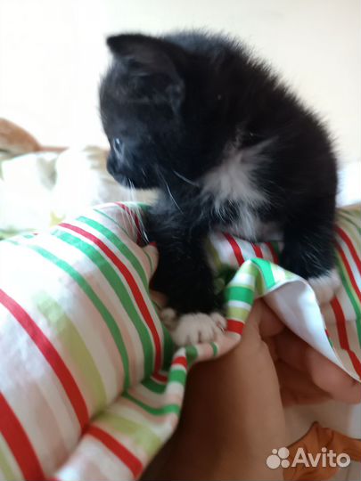 Отдадим котят