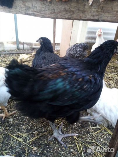 Петухи большие цыплята джерсийский гигант