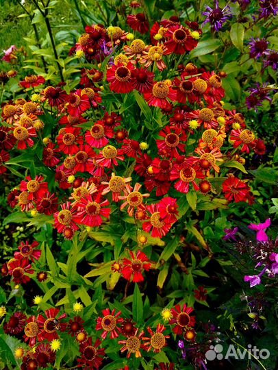 Многолетники