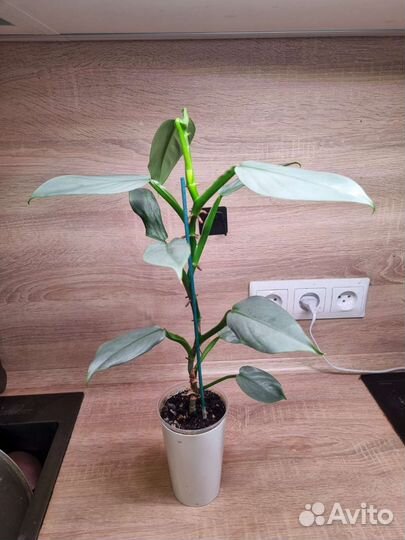 Филодендрон хастатум (сильвер квин)