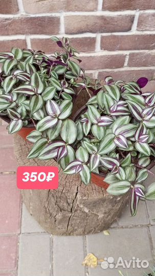 Традесканция разные сорта