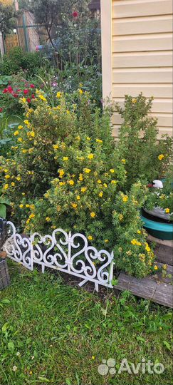 Лапчатка кустарниковая бронь