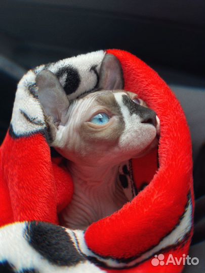 Канадский сфинкс эльф