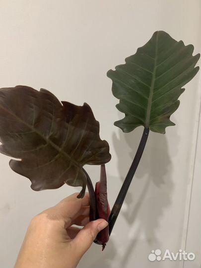 Филодендрон Карамель с широким листом