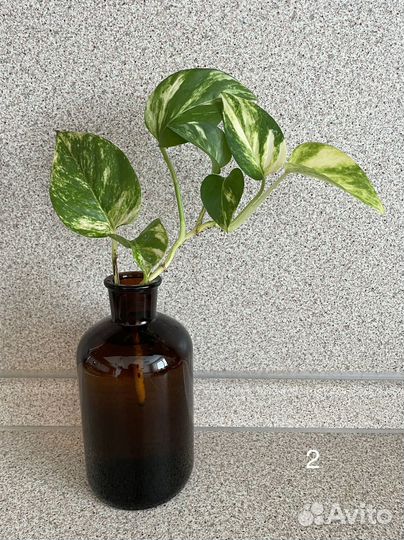 Сциндапсус (эпипремнум)