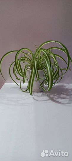 Хлорофитум хохлатый