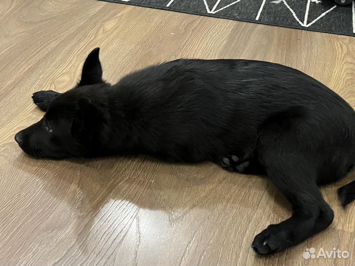 Щенок дворовый