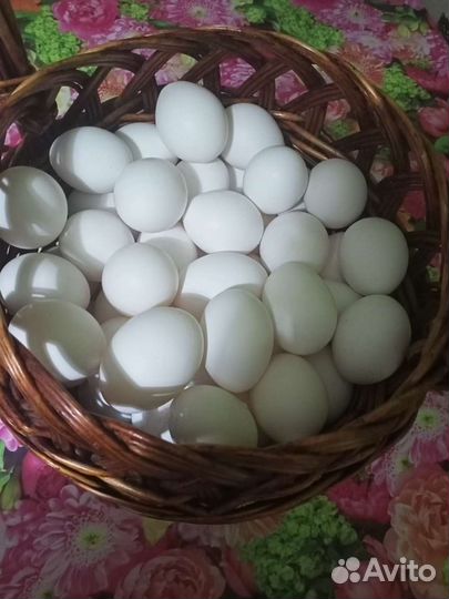 Домашние куриные яйца