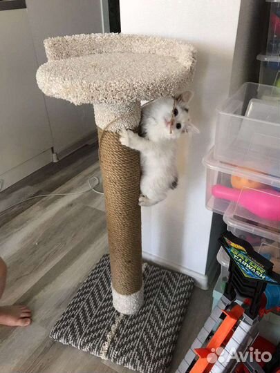 Когтеточка, домик кошке, котенка, лежанка