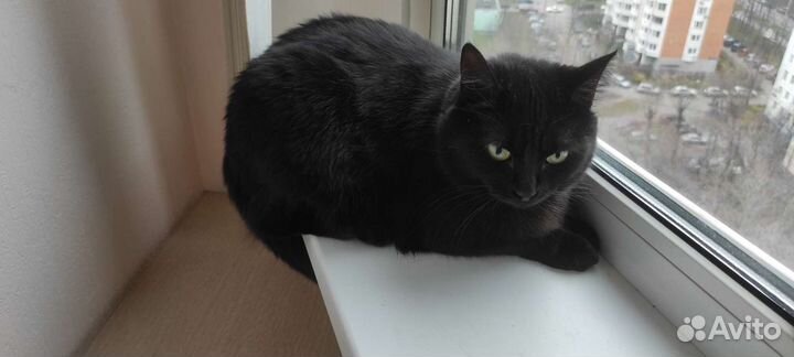 Кошка в добрые руки