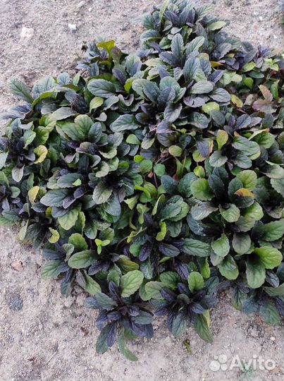 Живучка оптом, в розницу- почвопокровник