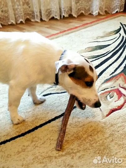 Корм для собак. Прямые производители