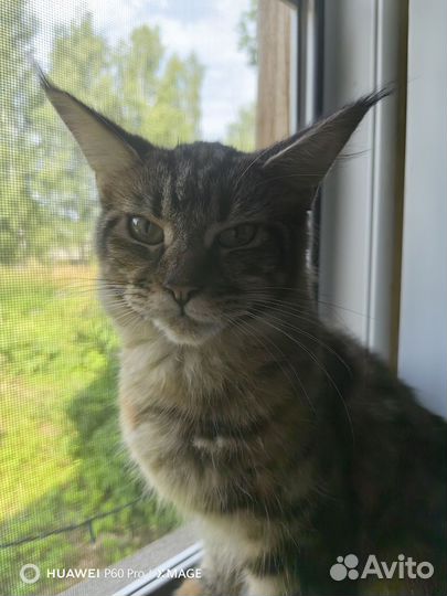 Мейн-кун кошка