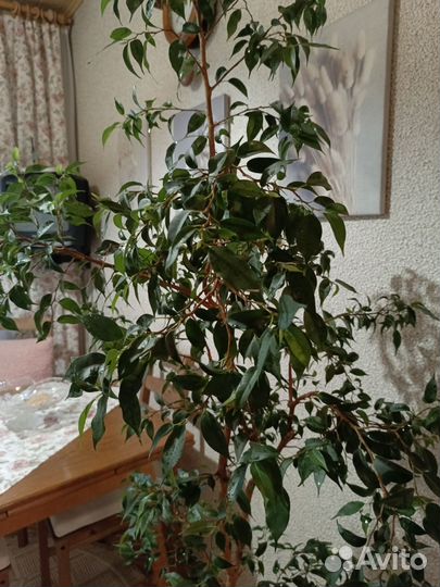 Фикус бенджамина наташа