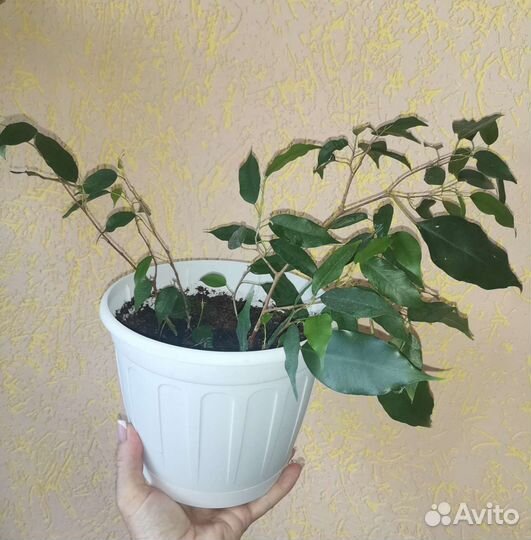 Фикус бенджамина