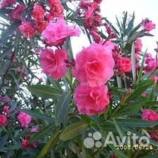 Саженцы олеандров оптом разные цвета