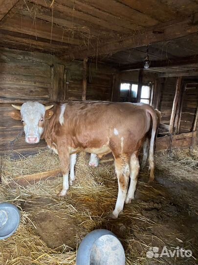 Бычки и телята