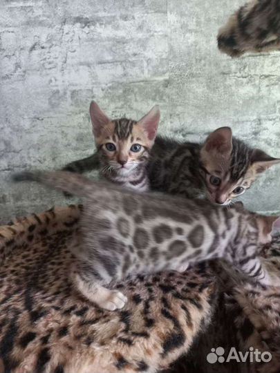 Бенгальские котята