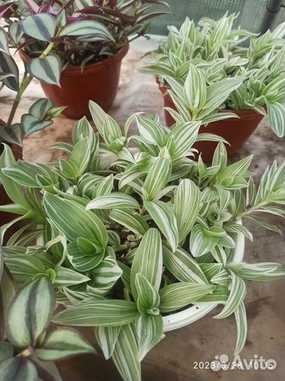 Традесканция зебрина