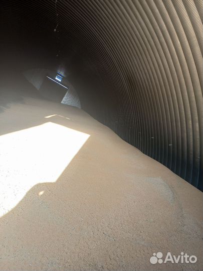 Просо желтое