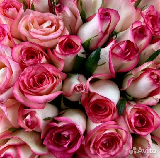 Букет из роз, 101 и более 51, 39, 25. Доставка