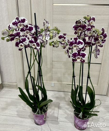 Орхидея фаленопсис