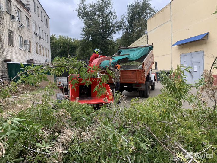 Спил деревьев