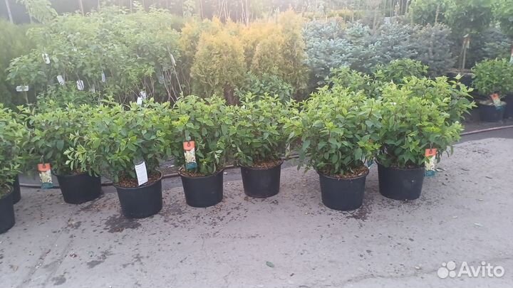 Гортензия метельчатая ванила фрайз горшок С15 л