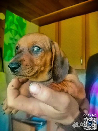 Такса гладкошерстная стандартная