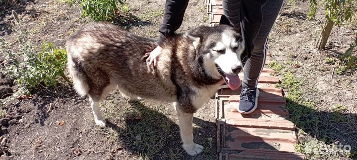 Хаски ищут дом