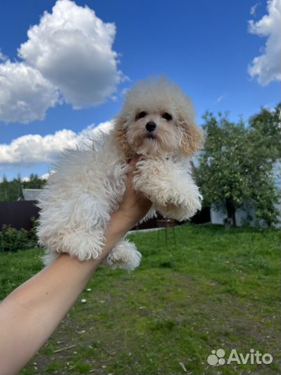 Мальтипу ф1 солнечный мальчик одуванчик