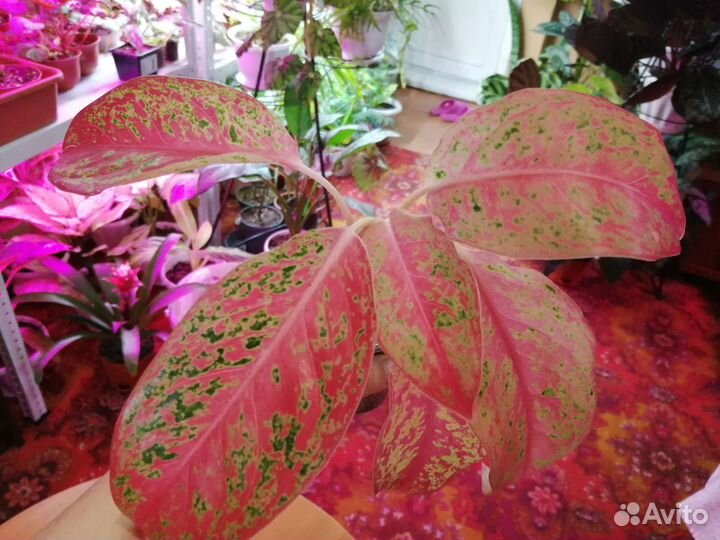 Аглонемы разные