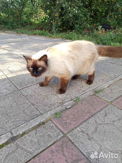 Отдам в добрые руки