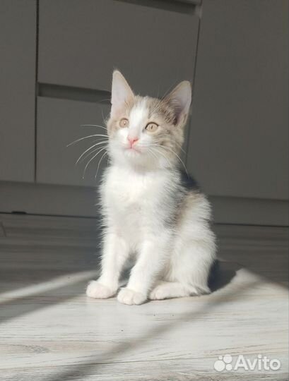 Отдам милых девочек