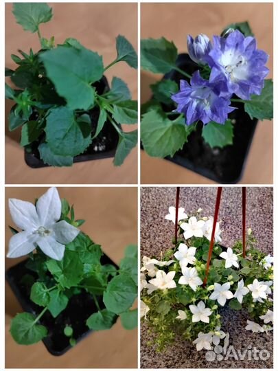 Кампанула жених и невеста