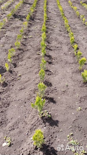 Хвойные деревья