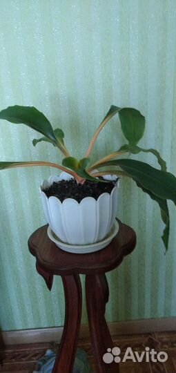 Хлорофитум